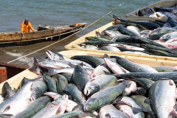 واگذاری مدیریت بنادر ماهیگیری؛ گامی به‌سوی بهره‌وری و مشارکت مردمی