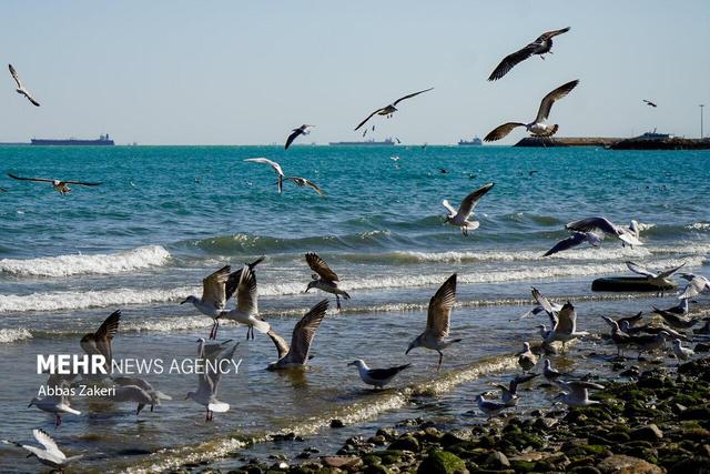 وضعیت جوی و دریایی استان بوشهر آرام است