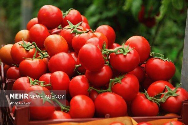 کشت ۳۰۰ هکتار گوجه‌فرنگی در شهرستان بندرلنگه