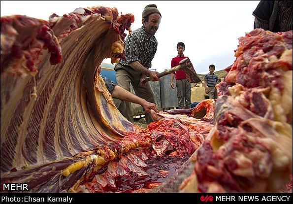 بازداشت خانواده سه‌نفره در پرونده کشتار غیرمجاز الاغ در قزوین