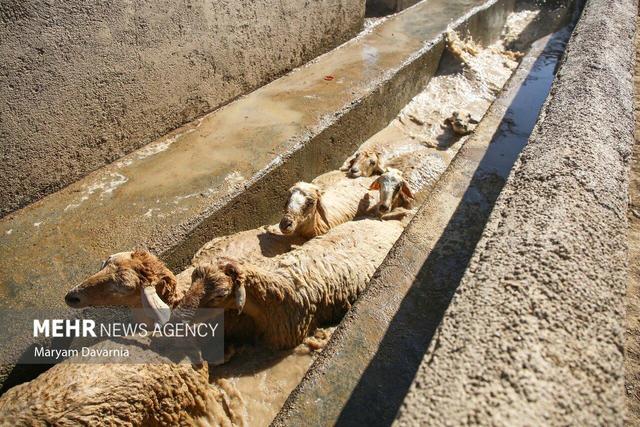 میدان دام جدید تبریز در آستانه بهره‌برداری