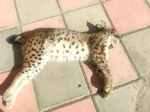 کشف لاشه سیاه‌گوش اوراسیایی یک گونه در خطر انقراض در سنندج