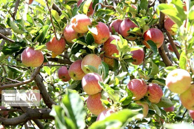 کشت بافت دانش بنیان فارسی؛ نسخه حیات کشاورزی در سال‌های خشکسالی