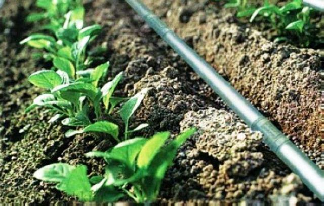 قطره‌هایی که نباید خشک شوند