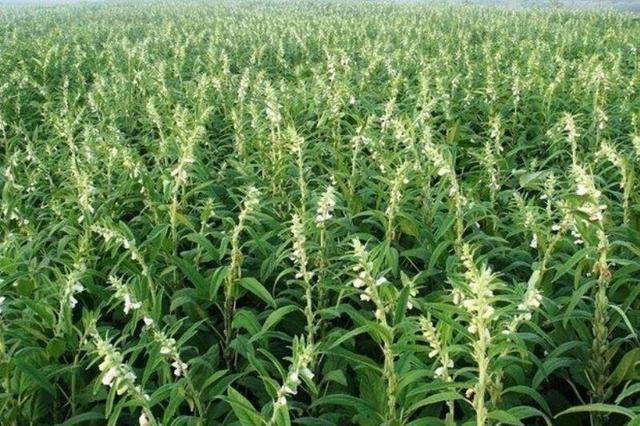 آغاز برداشت کنجد سفید برای اولین بار در گیلانغرب