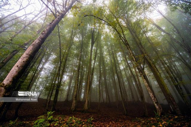 تغییر اقلیم و اختلال در خواب جنگل‌های هیرکانی