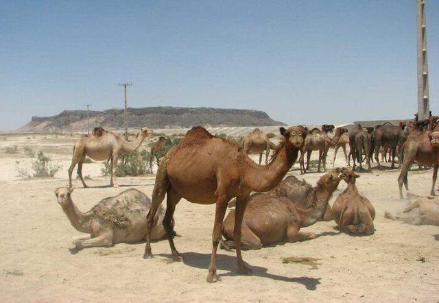 شترها دیگر مهمان هامون نیستند