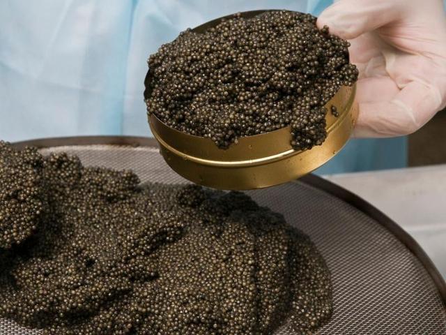 هشت کیلوگرم خاویار قاچاق در فریدونکنار کشف شد