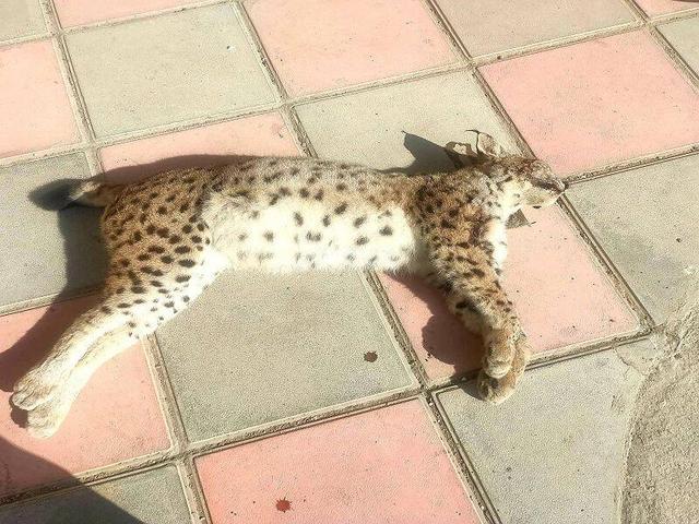 کشف لاشه سیاه‌گوش اوراسیایی در سنندج؛گونه‌ای نادر قربانی حادثه جاده‌ای شد