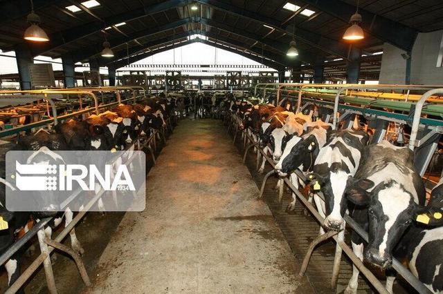 خطر شیوع سویه جدید تب برفکی در مازندران؛ دامداری‌های سنتی روزانه پایش می‌شوند