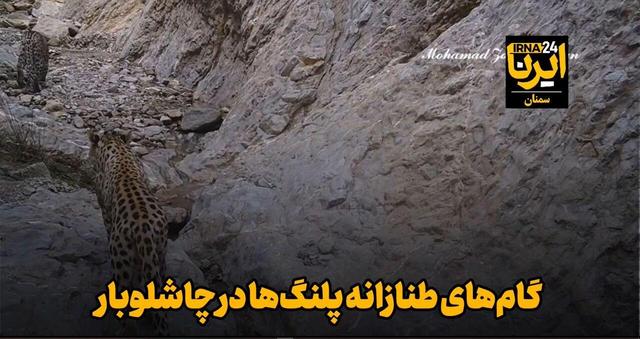 گام‌های طنازانه پلنگ‌ها در چاشلوبار مهدیشهر