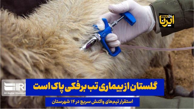 فیلم| گلستان از بیماری تب برفکی پاک است