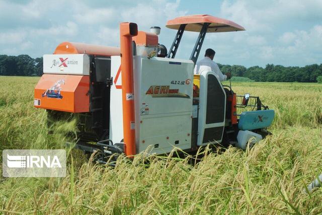 افزون بر ۱۷ هزار تن شلتوک برنج رتون در بابل تولید شد