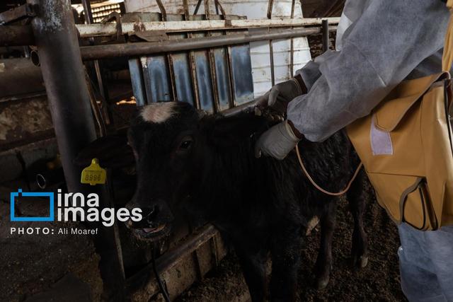 اقدامات پیشگیرانه راه مقابله با سویه جدید تب برفکی در زنجان است