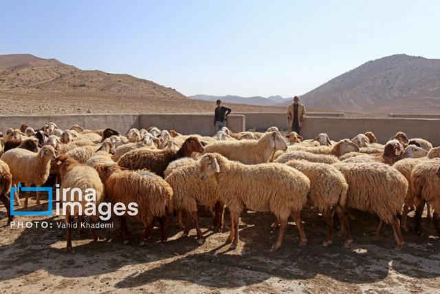 تب برفکی پشت دروازه‌های کرمان؛ دام‌ها درخطرند
