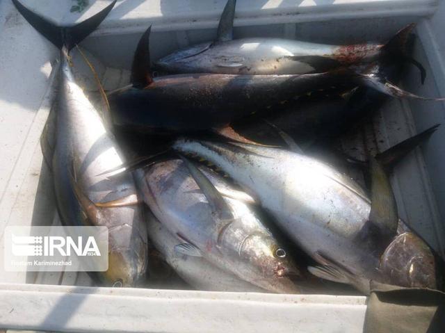 صدور پروانه عادی صید ماهی با قلاب در رودخانه طالقان