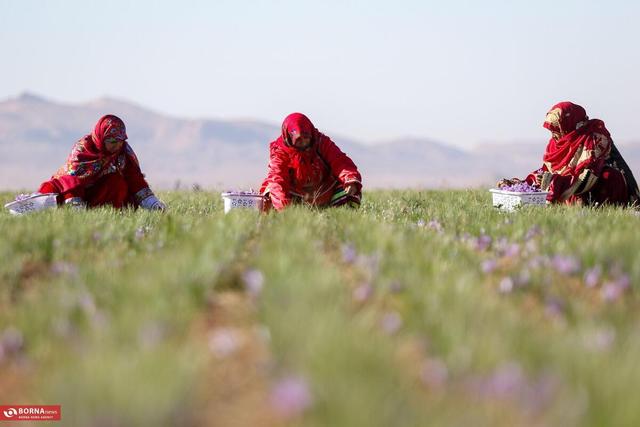آغاز برداشت زعفران از تربت حیدریه + عکس
