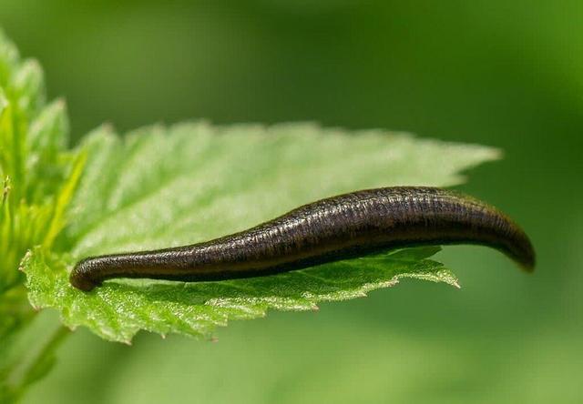 اقدامات جامع برای صیانت از گونه بومی زالو در گیلان آغاز شد