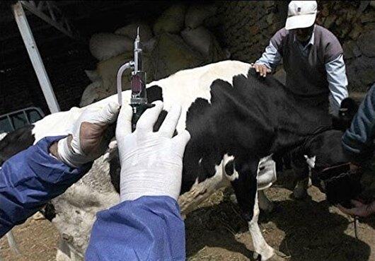 آغاز واکسیناسیون گسترده دام‌های البرز علیه سویه جدید بیماری لید: