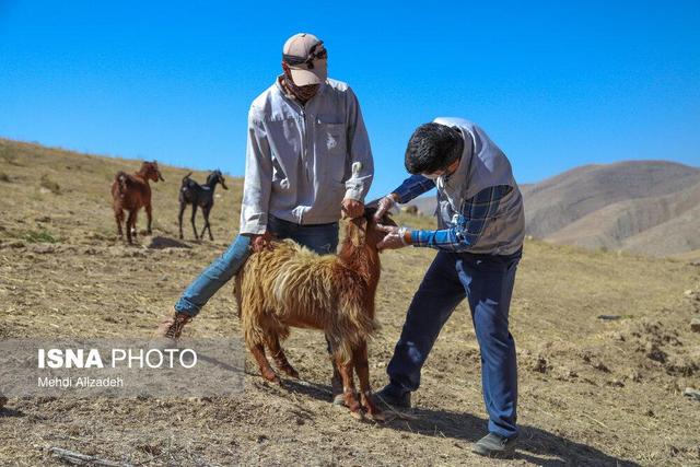 دامداران هرچه سریعتر نسبت به واکسیناسیون دام علیه تب برفکی اقدام کنند