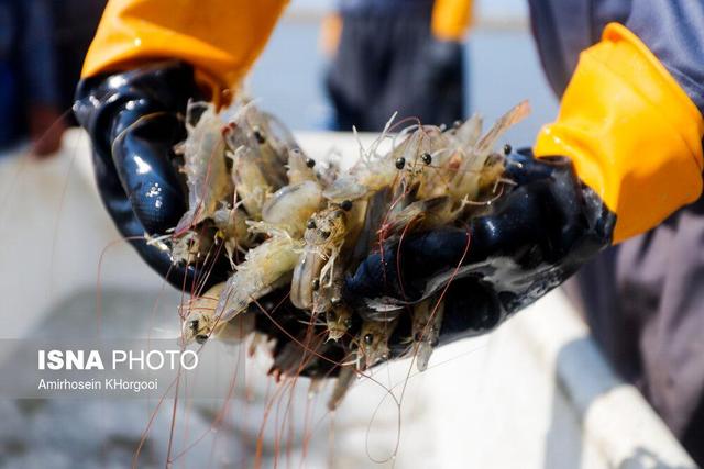 مشکل پرورش‌دهندگان مجتمع میگو چوئبده چیست؟