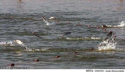 ضرورت بازسازی ذخایر دریایی