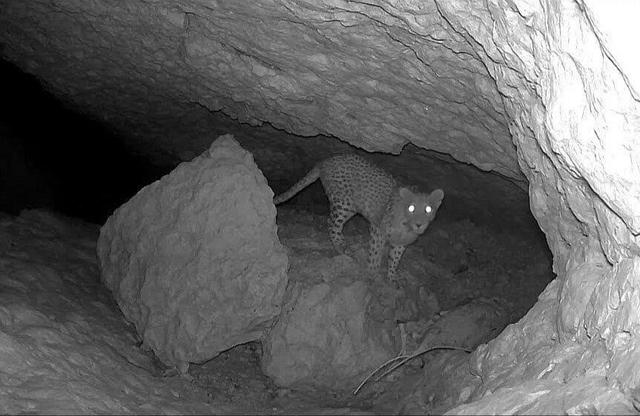 پشتیبانی بخش خصوصی از حیات‌وحش کوه «هوا» لامرد