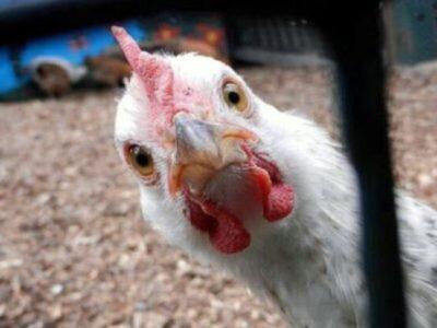 استفاده مرغداران از تریاک برای تغذیه مرغ صحت ندارد