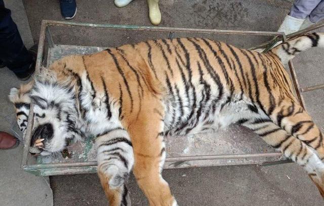 تلف شدن «ببر ونداد» در سافاری الیمالات/ علت مرگ در دست بررسی