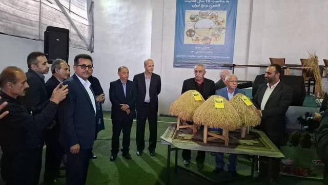 رونمایی از سه بذر جدید برنج در آمل