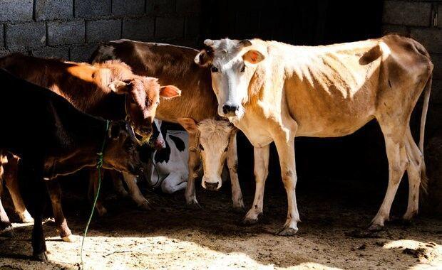 هشدار شیوع تب برفکی در فارس؛ الزام اقدام فوری برای کنترل بیماری