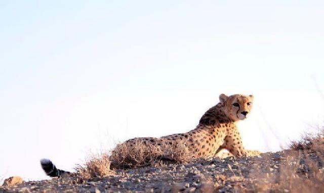 ثبت حضور ۲ قلاده یوزپلنگ آسیایی در جوین
