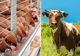 لغو نمایشگاه بین‌المللی دام و طیور در مشهد