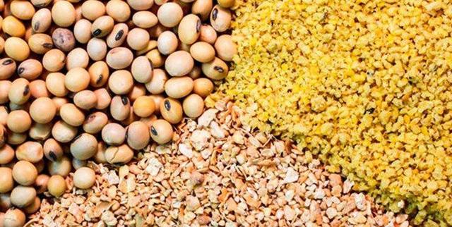 رشد ۱۰ درصدی واردات کالاهای اساسی؛ ذرت و گندم در صدر فهرست