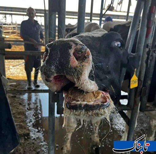 «تب برفکی» به اصفهان و یک گله دولتی رسید/ نگرانی دامداران از شیوع سویه جدید SAT2 + سند