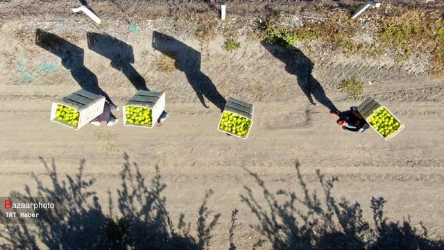 صادرات ۵۰۰ محموله مرکبات مازندران؛ از هند تا کشورهای حاشیه خزر