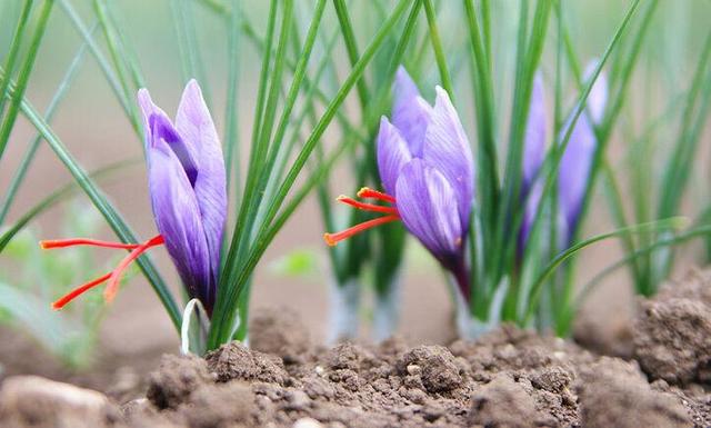 تولید حدود ۴۲ تُن زعفران خشک در خراسان جنوبی