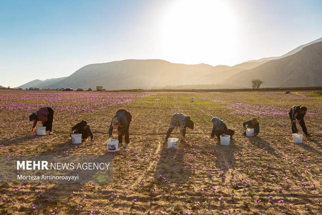 تکمیل زنجیره زعفران؛ کلید رونق اقتصادی شرق کشور