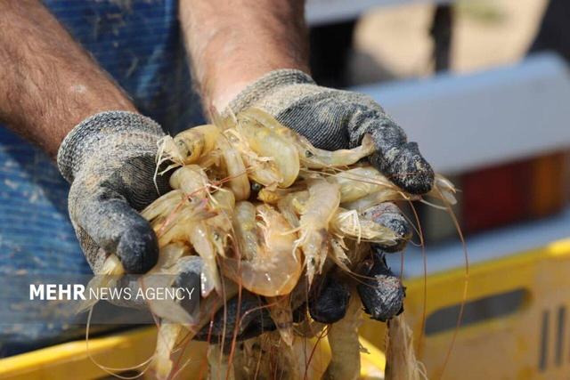 فرصت یک‌ماهه برای فعال‌سازی مزارع راکد میگو در چوئبده آبادان ارائه شد
