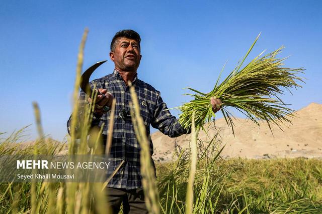 گرانی برنج از مزارع خوزستان تا بازی‌های مافیایی بازار