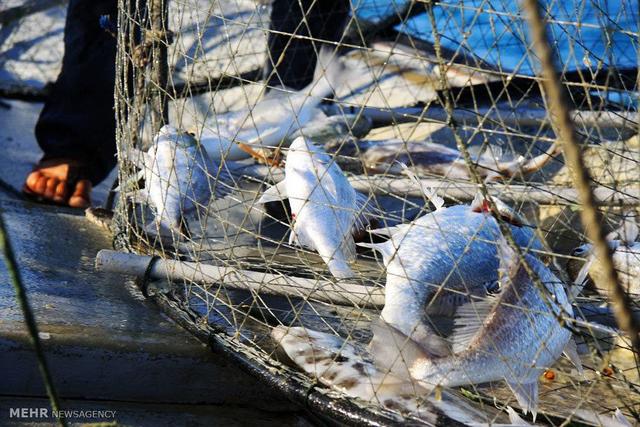 کشف و ضبط تورهای صید غیرمجاز و ۱۰ قطعه ماهی در ثلاث باباجانی