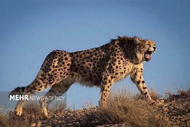 مشاهده ۲ قلاده یوزپلنگ آسیایی در شهرستان جوین