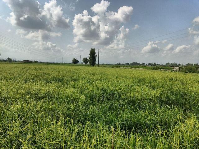 تیموری: تدوین راهبردهای اقلیمی در کشت برنج ضروری است