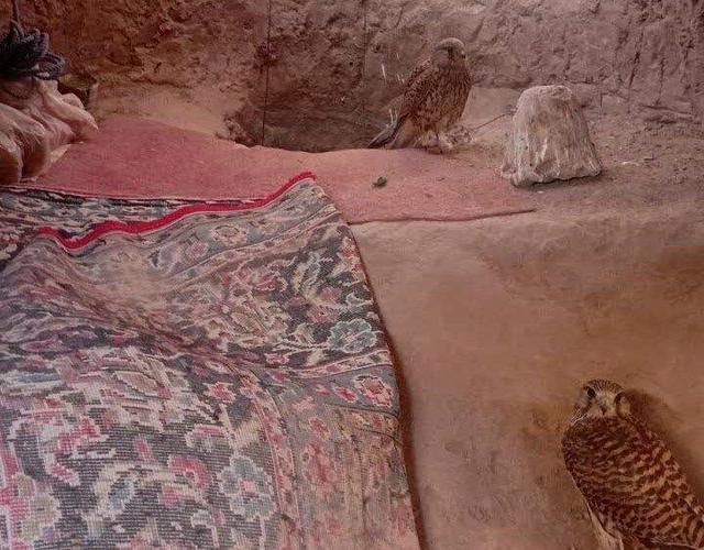 انهدام پناهگاه غیرقانونی شکارچیان پرندگان شکاری در آرادان