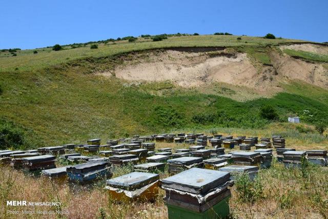 هادی زاده: زنبورداران آملی ۳۵۰ تن عسل تولید کردند