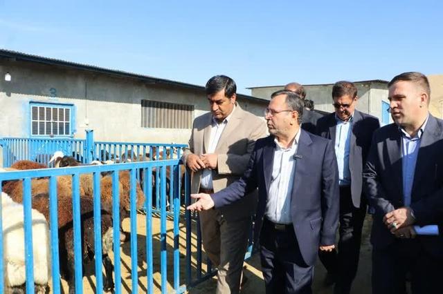 مشکل تأمین نهاده‌های دامی در لرستان به‌زودی حل می‌شود