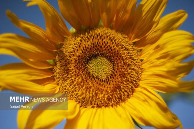 ۲۲۰۰ هکتار اراضی میامی زیر کشت آفتابگردان رفت