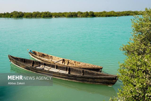 جنگل حرا سهیلی؛ شگفتی سبز قشم