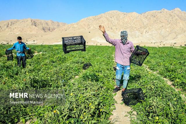 پایداری کشاورزان سرله در دل خشکسالی خوزستان