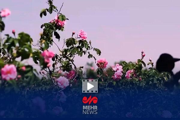 تکذیب ثبت گل محمدی به نام عربستان در یونسکو